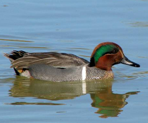 Нугас (Ногоохон нугас)
